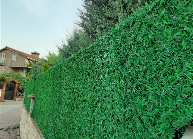 Villa bahçesinde yakın plan çimçit dokusu