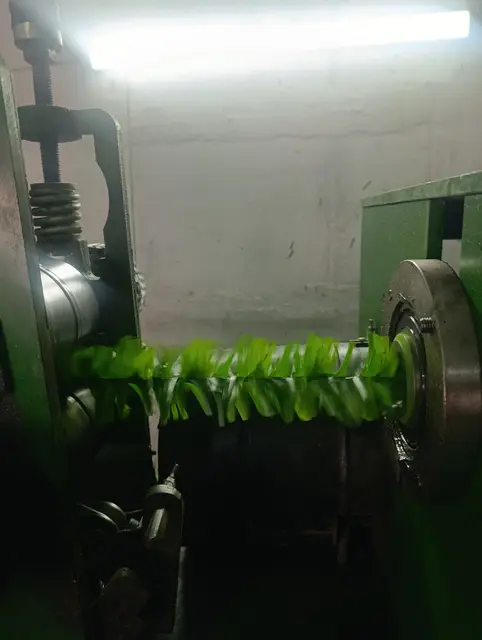 Çimçit yaprak dizme işlemi